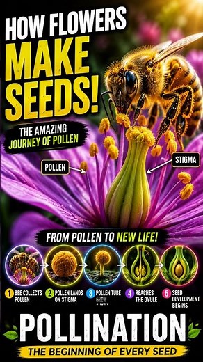 🐝 How Bees Help Flowers Reproduce! 🌸 | Pollination Explained #shorts #biology #pollination #neet