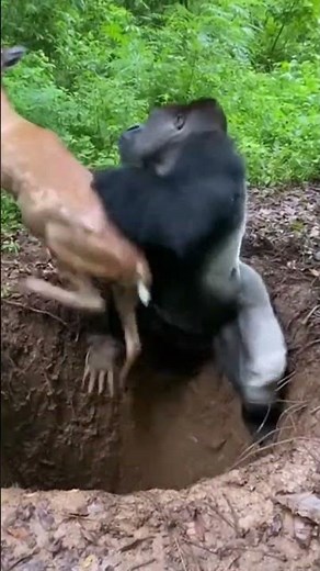 Gorilla Saves Deer From Deep Pit…Then Roars Like a Hero 🦍🔥#shorts