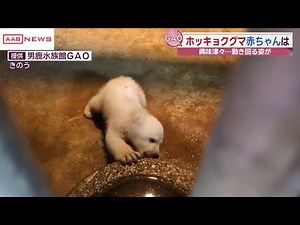 ホッキョクグマの赤ちゃん最新映像 かなりクマらしく大きく…やんちゃそうな姿も 秋田・男鹿水族館ＧＡＯ (2026/02/25 20:16)