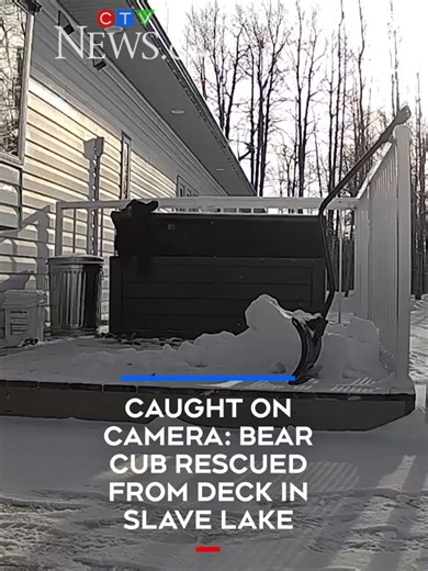 Rescued Black Bear Cub Finds New Home in Alberta