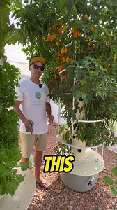 🌶🫑Vertical farming with peppers on aeroponics towers #peppers #towergarden #verticalfarming #hydroponics #agriculture #habanero #chili #spicypeppers #horticulture #farming | Agrotonomy Tower Farms