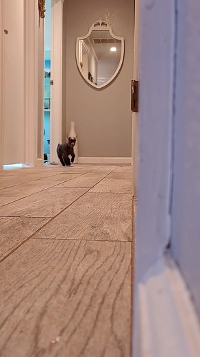 How to Buy Pygmy Goats: Application, NPGA Membership, and Pricing