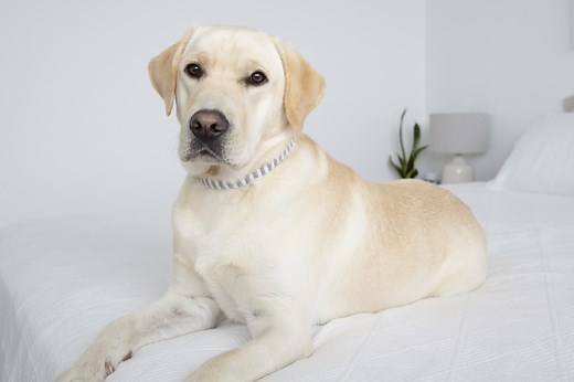 10 Worst Dog Breeds for People With Allergies