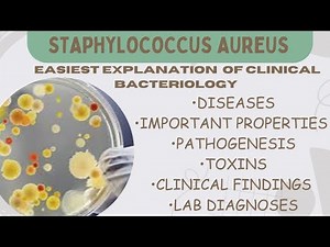 Staphylococcus Aureus [Clinical Bacteriology] Microbiology [All about S.Aureus] #mbbs#lecture #micro
