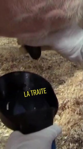 La Traite des Vaches : Processus et Pratiques à la Ferme