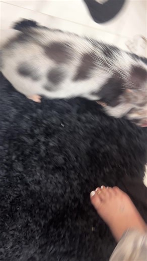 The Annoying Pig Lady's Tricks and Training Tips