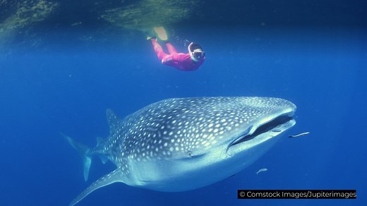 The Long Lifespan of the Greenland Shark | Britannica