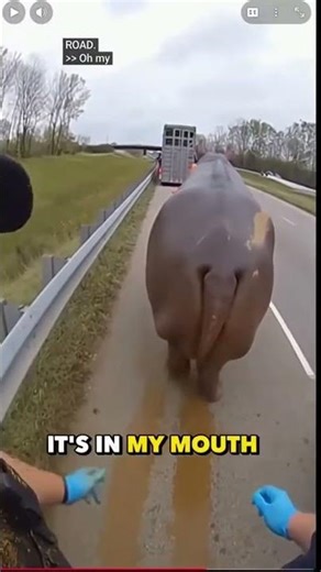 POLICE VS. HIPPO | The Most Disgusting Traffic Stop Ever!