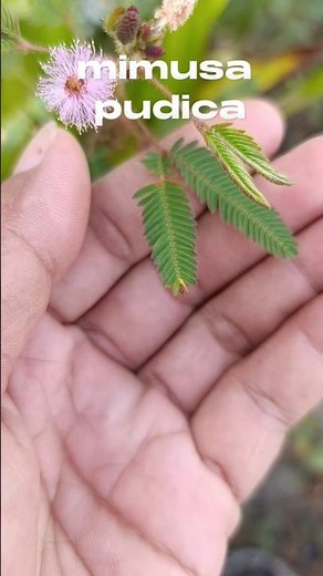 Amazing Mimosa Pudica | Watch the Sensitive Plant React! 🌿