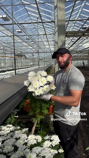 Chrysanthemum 'Bonita' by Royal Van Zanten | Snow White Double Spray