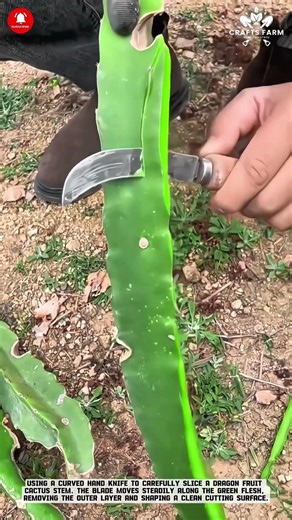 Dragon Fruit Cutting Preparation: Clean Stem Slicing for Strong Propagation