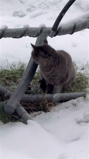 Look at how the #civet #cat #walks in the #thick snow. It is a natural# model.