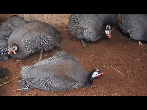 guinea fowl