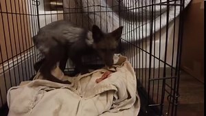 56K views · 122 shares | Our new YouTube video is now live! You can check it out by clicking the link in our bio or visit YouTube.com/c/Juniperfox This video shows the first meeting of the new foxes we took in from the fur farm. Leave a comment below the video once you’ve watched! Thank you all so much for your support. I hope you enjoy. | Juniper Fox | Facebook