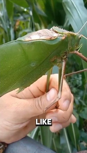 Terrifying Sound by this Giant Insect