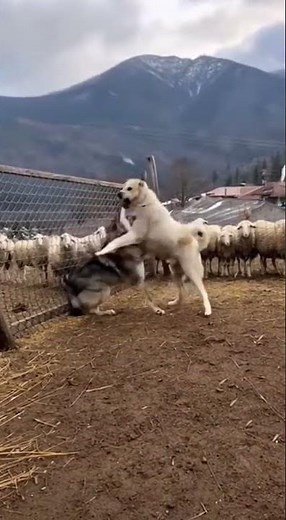 Wolf vs Dog Showdown: Brave Pup Saves Sheep from Fierce Attack