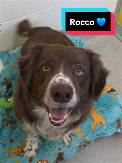 Meet Rocco: The Sweet Beagle/Aussie Mix Ready for Adoption