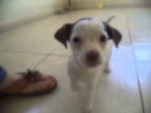 Chi, ein Hund in Not aus dem Tierschutz