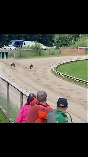 Greyhound Circle Racing🔥#greyhound #dogracing #shorts #shortsfeed #reels #dograce #greyhoundracing