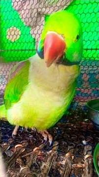 #parrot #talkingparot #nonstoptalkingparrot short viral video please like and subscribe 🦜🥰😍❤️