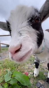 31K views · 1.3K reactions | Fun on the farm yesterday! Little Dottie the goat is beyond cute! I had the best day! | Sara Davies | Facebook
