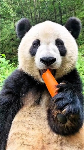 🐼 You won't believe these Panda facts... 😱