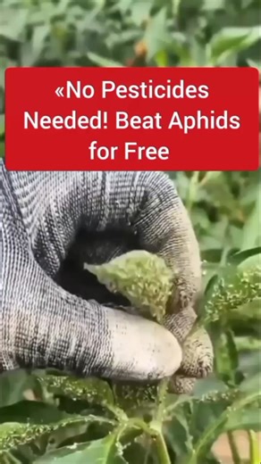 «Aphid Problem? Fix It With 3 Kitchen Ingredients! #gardentips #organicgardening #DIYpesticide»
