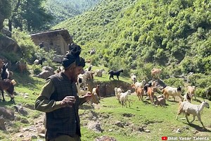 New Gojri Video | Gojri Pahari Song | Bilal Yasar Video | Bilal Yasar Talents