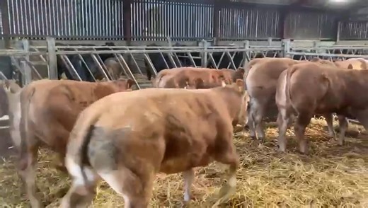 🚨‼️Another busy week in the cattle department this week at Bentham with over 1000 forward‼️🚨 Included in the sale is this consignment of Limousion heifers from A Lodge, Westside Farm, Malham oozing in quality with plenty breeding potential!! 📍Pens 248-249 ⏰Remember the sale of Stirks starts at 11am sharp- don’t late!!! 🔗 https://benthamauction.co.uk/catalogues/ | Bentham Auction Mart