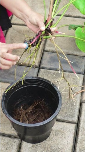 Two Easy Methods of Anthurium Propagation | Flamingo Flower