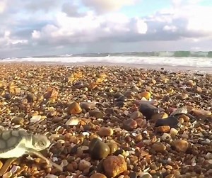 Be left in turtle awe and wonder, when you book a Turtle Encounter tour on #MonReposConservationPark! 🐢🐢 From January to late March, it's your chance to join our #QldParks Rangers for a guided night-time tour, where you'll witness these little ones break free of their shells and make their daring dash to the ocean. Don't miss out on this once-in-a-lifetime opportunity to witness the magic of nature up close—book your spot now! 🗺️ https://parks.des.qld.gov.au/parks/mon-repos/attractions/mon-re