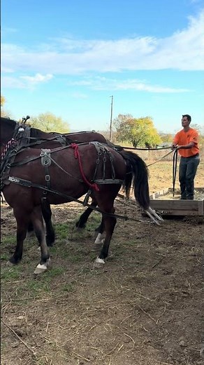 Training YEARLING Draft Horse to Team Harness