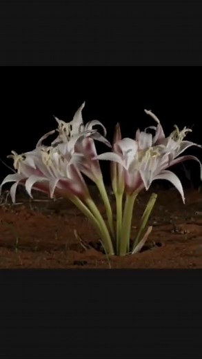 4.3K views · 68 reactions | The flowering plants of the southern...