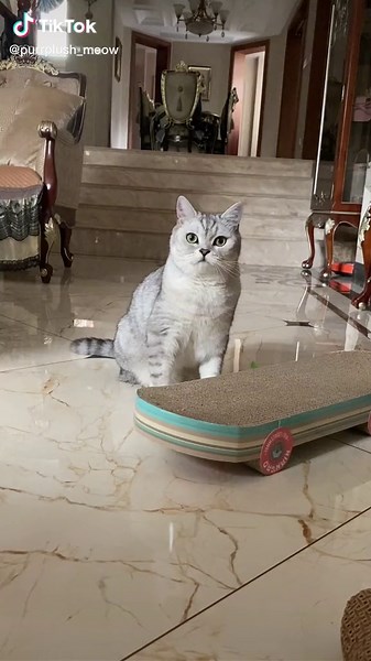 Cat toys up to 60% off, limited time offer.