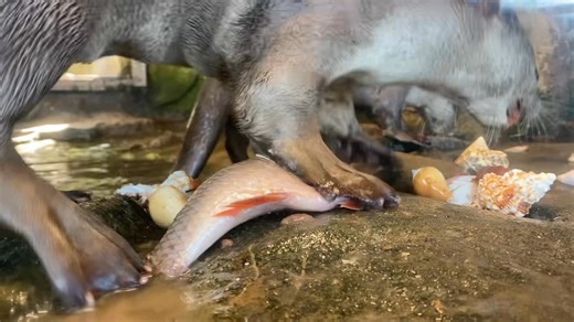 🦦1 minute of the otters being otterly adorable with their new gifts SHELLS🐚 They were kindly gifted shells form our wishlist and this was just 1 minute, after the keeper left (peering around the corner) they were even playing in the water with their new gifts🎁 #otter #otters #ottersofinstragram #shells #gifts #exmoorzoo #barnstaple #exmoor #visitdevon #northdevon #summerholidays | Exmoor Zoo