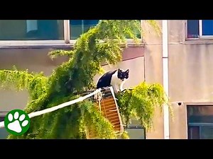 Creative Rescue Saves Cat in 80 ft Tall Pine 👏