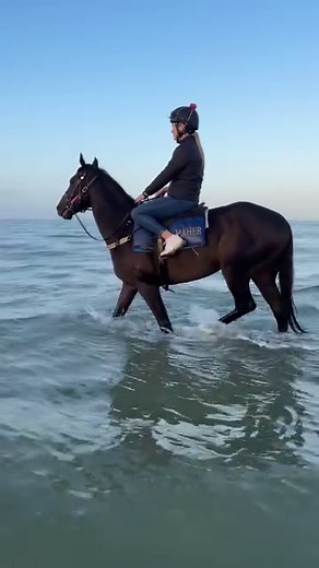 Will GOLD TRIP join the small group of horses to win more than one Melbourne Cup? He’d join ARCHER (1861, 1862), PETER PAN (1932, 1934), RAIN LOVER (1968, 1969), THINK BIG (1974, 1975) and MAKYBE DIVA (2003, 2004, 2005)! #MelbourneCup | World Horse Racing