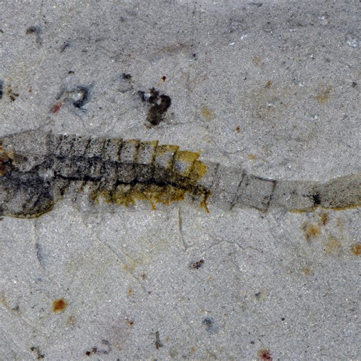 Ancient species that survived mass extinction event found in China