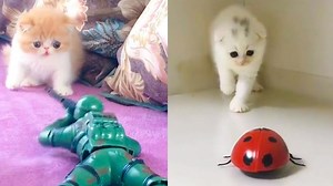 Playful kitten exploring toy robot