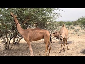 الجمل في موسم التزاوج يلهو بينما الناقة تأكل من شجر الصحراء
