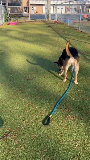 Just a reminder, Mandy is still here looking for a forever home. She is a wonderful girl! | Genesee County Animal Shelter Dogs and Cats