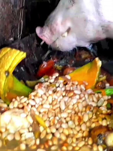 BALABAKOLUMIS on TikTok