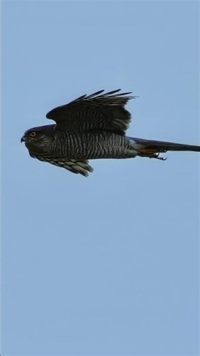 Sparrowhawk in flight