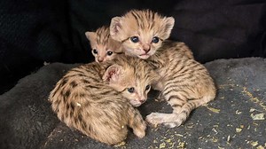 Three sand cat kittens born at North Carolina Zoo