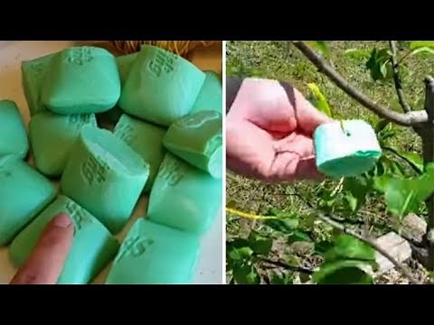 This Is Why You Should Put Irish Spring Soap In Your Garden!