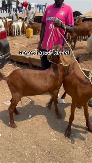 maradi goat breed #asgfarm #goatsoftiktok #goat🐐 #breeding #breeding #goatbreeder