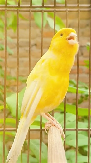 👉 Buchudinho e Cantador 🔥🐦 | Canto de Canário Forte