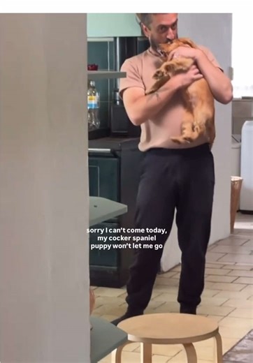 Life with an 11-Week-Old English Cocker Spaniel