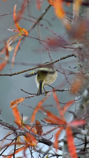 Ruby-crowned Kinglet | Srikanth Boga Photography