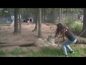 Civil case against Howling Timbers Animal Sanctuary could decide what happens to wolf-dogs